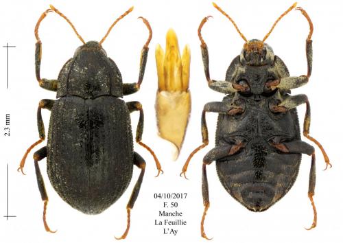 Réf. 197 181 : Dupophilus brevis